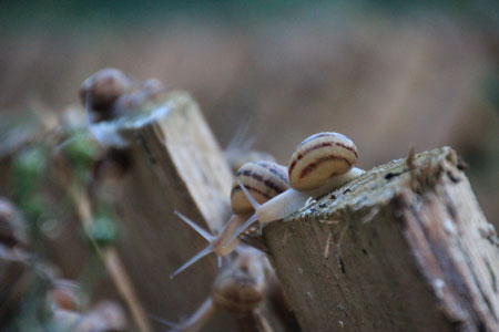 Deux escargots curieux